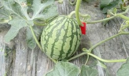 延长小瓜怎么吃,延长小瓜的多样美味食用指南