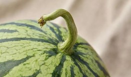 上海店吃瓜,一场舌尖上的夏日盛宴