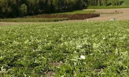 伊犁吃瓜新闻,揭秘新疆美食背后的故事