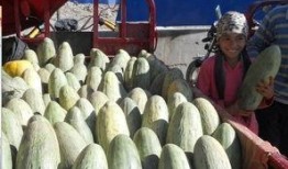 炮弹瓜怎么吃,探索炮弹瓜的多重食用方法