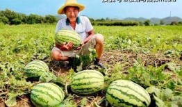 辰居路吃瓜,揭秘网红美食背后的“吃瓜”故事