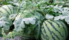 磕瓜和吃瓜的区别,揭秘网络热议背后的差异与趣味