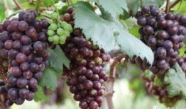 吃瓜群众花海,揭秘娱乐圈幕后风云