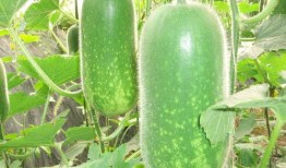 啊冬瓜怎么吃跟瓜怎么吃,冬瓜与啊冬瓜的多样食法探索