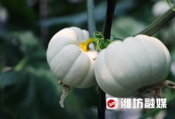 潍坊干部吃瓜,揭秘官场“小确幸”背后的真相