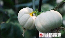 潍坊干部吃瓜,揭秘官场“小确幸”背后的真相