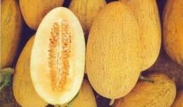 新疆爷爷吃哈密瓜,哈密瓜的诱惑之旅