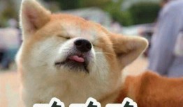 动物吃瓜看戏表情,动物们的欢乐观剧时刻