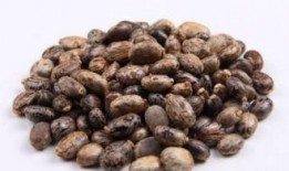 长得像佛手瓜吃里面的籽,天然美味，营养丰富的健康之选