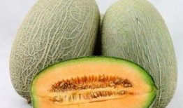 吃鹅可以吃哈密瓜吗,意想不到的美食组合探索