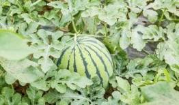 吃瓜定金,揭秘网络热议背后的消费陷阱