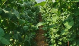 晴脆密瓜怎么吃,晴脆密瓜的多重食法探索