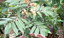 长得像佛手瓜吃里面的籽,天然美味，营养丰富的健康之选