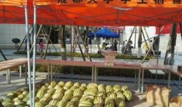 成都吃瓜大赛,一场舌尖上的狂欢盛宴