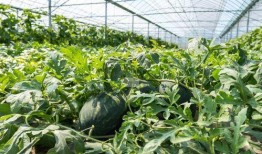 金秋九里庭院吃瓜,共享丰收喜悦