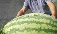 谁是吃瓜王,谁是娱乐圈的“吃瓜王”？