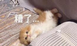 小奶猫看吃瓜,揭秘吃瓜界的趣味与真相