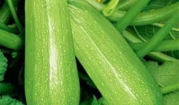 啊冬瓜怎么吃跟瓜怎么吃,冬瓜与啊冬瓜的多样食法探索