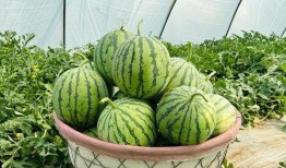 最快的吃瓜,揭秘最快吃瓜达人挑战极限