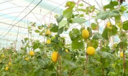 金河谷吃瓜,揭秘娱乐圈背后的秘密与八卦