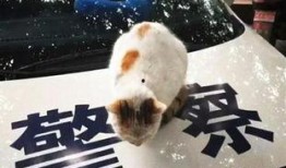 吃瓜群众流浪猫,吃瓜群众的温暖守护者