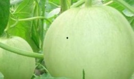 孕妇可以吃臂瓜吗,臂瓜的营养价值与食用建议