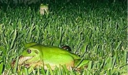 职业吃瓜青蛙,揭秘网络红人的幕后生活