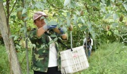 桐梓吃瓜事件,一场网络狂欢背后的真相与反思