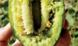 不想吃瓜被迫吃瓜