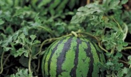 小布吃大瓜,揭秘瓜农与消费者的甜蜜故事