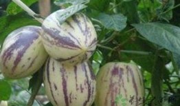 常吃茄瓜好吗,健康生活新选择