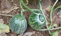 ruby不会飞吃瓜,不会飞却吃瓜的奇妙之旅