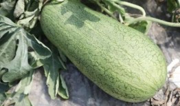 夏天吃的瓜叫什么瓜,探寻夏天的“甜蜜”代表——瓜瓜世界