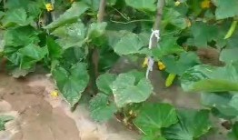 吃瓜舒心,揭秘娱乐圈幕后故事，带你领略轻松娱乐时光