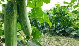 梦见在果园摘豆角瓜吃瓜,果园摘豆角瓜，品味神秘瓜果之旅