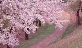 qq樱花吃瓜群,揭秘网络社交圈的趣味与争议