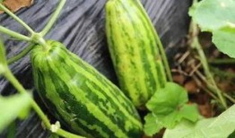 吃瓜群众要吃好所有的瓜,吃遍天下所有瓜