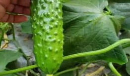 梦见在果园摘豆角瓜吃瓜,果园摘豆角瓜，品味神秘瓜果之旅