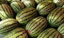 成都吃瓜大赛,一场舌尖上的狂欢盛宴