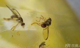 果实蝇瓜吃,揭秘瓜果中的天然美味与生态奥秘