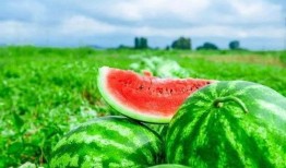 全网都在吃瓜的背后,揭秘“吃瓜”现象背后的网络文化现象