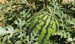 去瓜地里吃瓜,探访瓜地里的甜蜜时光