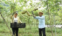 桐梓吃瓜事件,一场网络狂欢背后的真相与反思