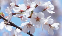 qq樱花吃瓜群,揭秘网络社交圈的趣味与争议