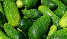 糖尿病可吃白瓜吗吗,白瓜的适宜摄入与注意事项