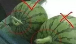 正确吃瓜,揭秘正确吃瓜的五大法则