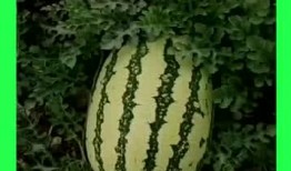 国外吃瓜的地方,全球各地“吃瓜”盛况大盘点