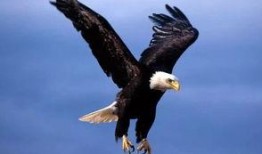 梦见老鹰吃瓜是什么意思,老鹰吃瓜背后的寓意与启示