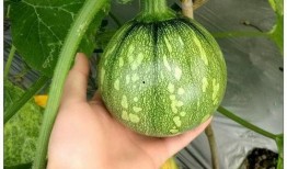 延长小瓜怎么吃,延长小瓜的多样美味食用指南