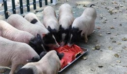 吃瓜北狐,揭秘娱乐圈背后的那些事儿